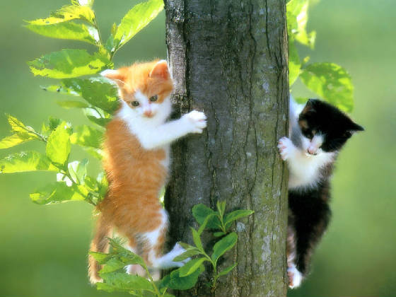 cats.jpg